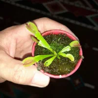 گلهای حشره خوار و گوشتخوار  آپارتمانی