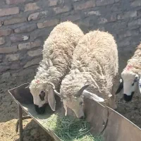 دوتا بره نر بزرگ