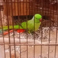 طوطی جفت مولد تضمینی