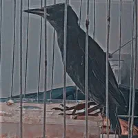 پرنده سار