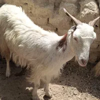 گوسفند بربری شیری فروشی