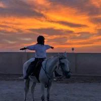آموزش سوارکاری از مبتدی تا حرفه ای