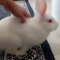 خرگوش هلندی