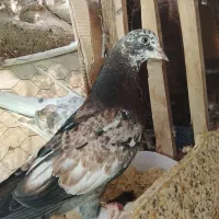 کفتر|پرنده|سمنان, |دیوار