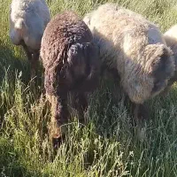 میش بر