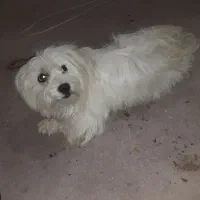 سگ‌‌نژاد‌پامرین