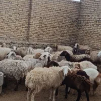 26 عدد میش بره دار