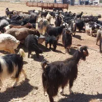 بز داشتی