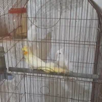 عروس هلندی و فنچ نرگسی شکلاتی