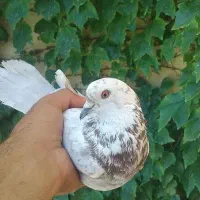 کبوتر