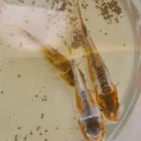 ماهی گلدفیش