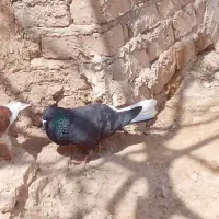 کبوتر معاوضه ای
