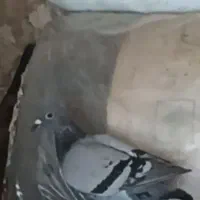 کفتر