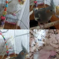 عروس هلندی