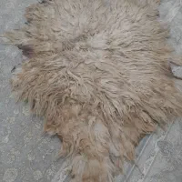 پوست گوسفند