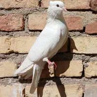 کفتر