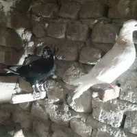 چهار تا جوجه کبوتر یک