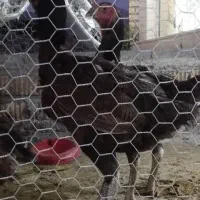 جوجه لاری ومرغ تخم گذار