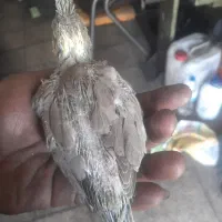 جوجه عروس ابلغ