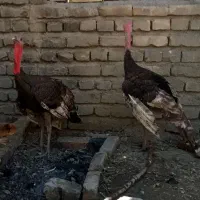بقلمون محلی سرحال