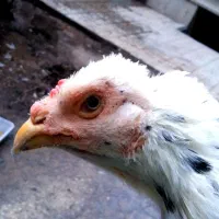 مرغ لاری افغان معاوضه