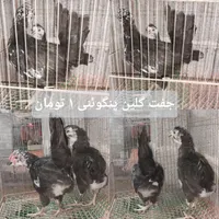 جفت گلین پنگوئنی و خروس گلین و جوجه گلپایگان|حیوانات مزرعه|رشت, معلم|دیوار