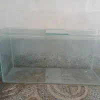 آکواریوم ماهی