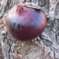 تخم پیاز قرمز