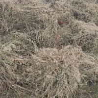 علوفه