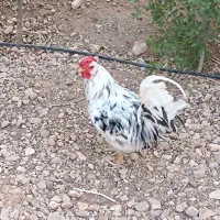 خروس گلین
