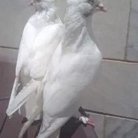 پتی واله وماهرو