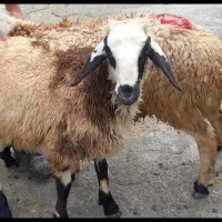 گوسفند زنده عید قربان نرینه وماده قصاب سیار و خونی