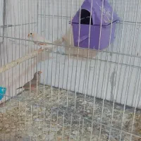 یک جفت فنچ به همراه جوجه