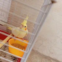 عروس هلندی گمشده