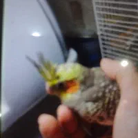 جوجه عروس هلندی