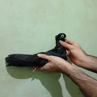 جوجه صرب عتیقه