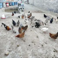 فروش مرغ و خروس محلی