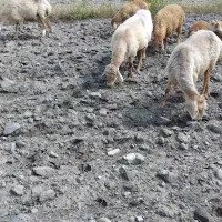 گوسفند بره دار