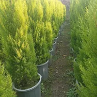 درختچه زینتی سرو لاوسون|گل و گیاه طبیعی|تهران, خلیج فارس|دیوار