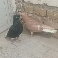 کفتر