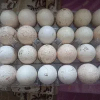 تخم بوقلمون. نطفه دار