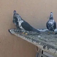 سوسکی بزک