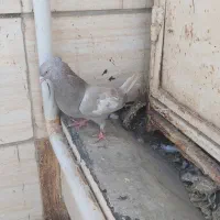 کبوتر‌رنگی