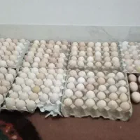 تخم مرغ محلی تازه نطفه دار تضمین