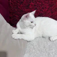 واگذاری گربه با شرایط خیلی آسان