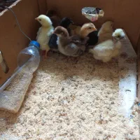۸عدد جوجه محلی اصل دونه ای ۱۰۰