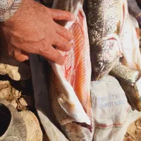 فروش ماهی قزل آلای وحشی رودخانه تازه