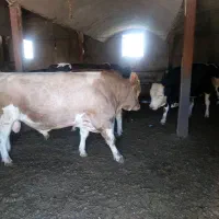 کارگر گاوداری وکشاورزی