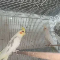 ۴عدد عروس نر رنگ های کمیاب