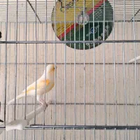 قناری نر جوان بخون آماده